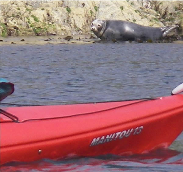 A seal A seal